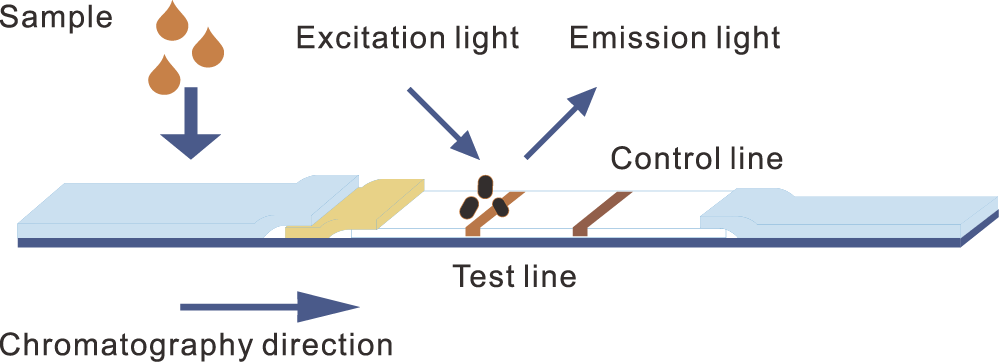 Prinzip der zeitaufgel&ouml;sten Fluoreszenz-Immunochromatographie-